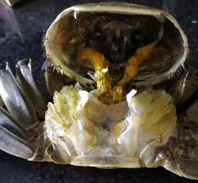 高溫季節河蟹肝臟調理的技術要求
