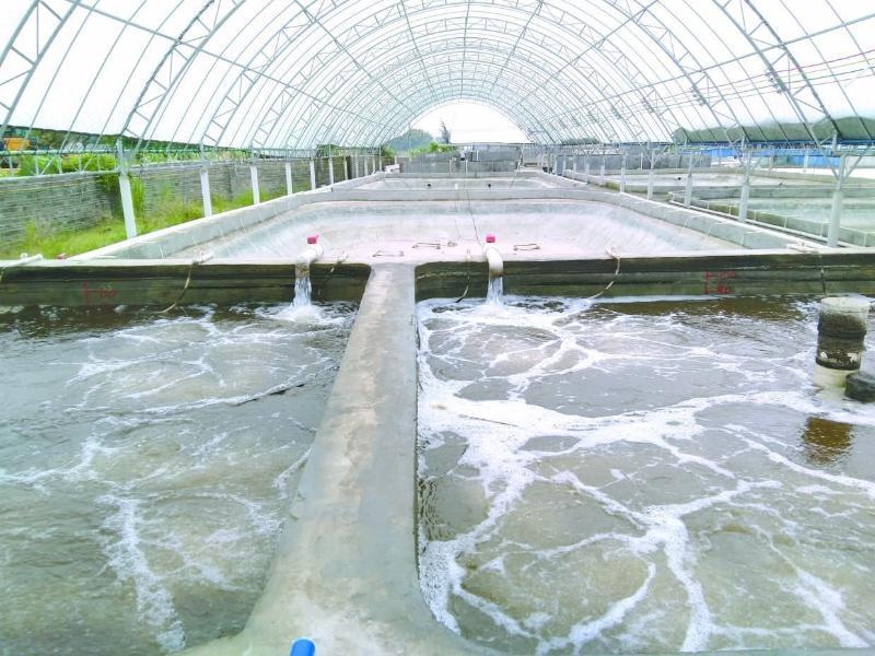 養(yǎng)蝦先養(yǎng)水！養(yǎng)水的關(guān)鍵核心原來是它！