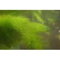 青苔水的危害及預防